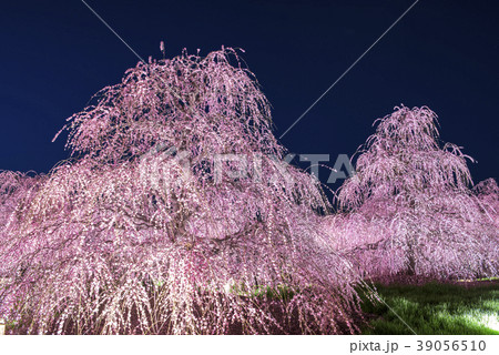 三重県 鈴鹿の森庭園 しだれ梅のライトアップの写真素材