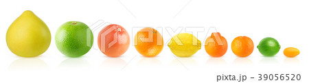 Citrus fruits in a row Citrus fruits in a row 39056520