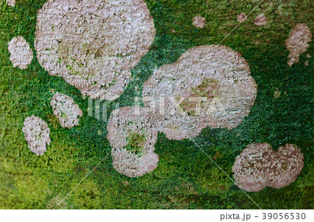 藻類が造った模様 39056530