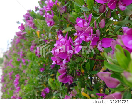 シチリアのヒメハギ、咲き始めた 39056725