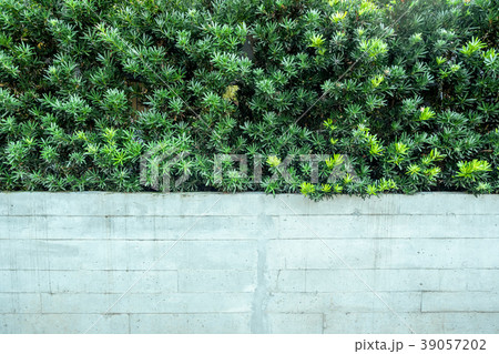 Green vertical garden with white brick wall fence 39057202