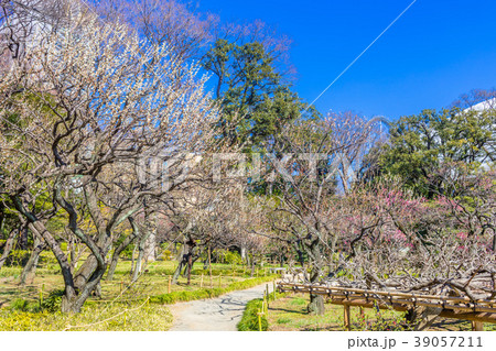 東京 小石川後楽園の梅林 東京 小石川後楽園の梅林 39057211