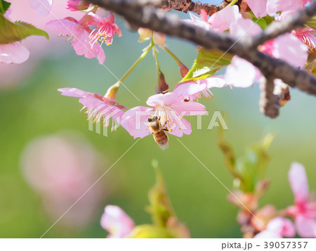 桜と蜂と 桜と蜂と 39057357