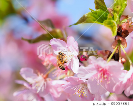 桜と蜂と 39057362