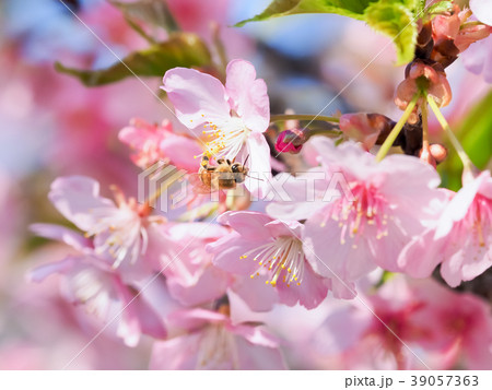 桜と蜂と 桜と蜂と 39057363