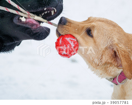 Two Labrador Dog Playing with red toy In Snow. 39057781