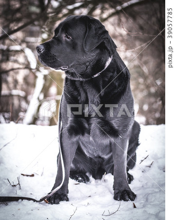Portrait of Black Labrador Retriever in the winter Portrait of Black Labrador Retriever in the winter 39057785