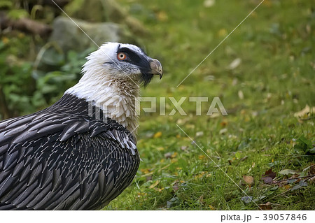 Bearded vulture - Gypaetus barbatus, a portrait Bearded vulture - Gypaetus barbatus, a portrait 39057846