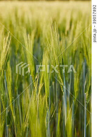 Wheat field closeup 39057892
