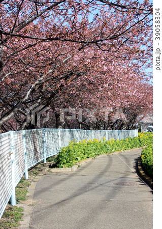 三浦海岸桜まつり 三浦海岸桜まつり 39058304