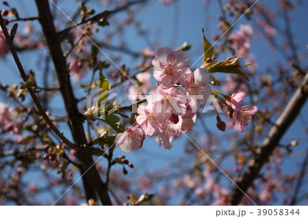 河津桜 39058344