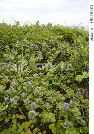 ハマゴウの咲く海辺 ハマゴウの咲く海辺 39059235