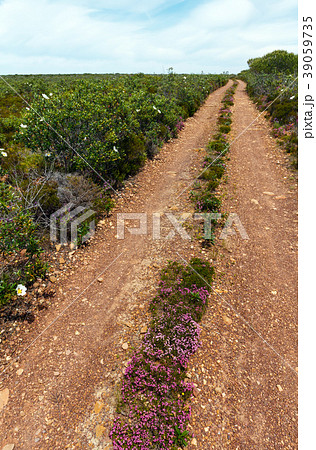 Dirty road and big white azalea flowers. Dirty road and big white azalea flowers. 39059735