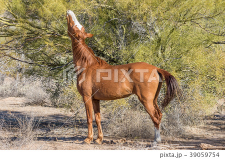 Wild Horse Eating in the Arizona Desert 39059754