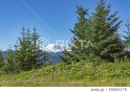 Mt Rainier Washington State Park trees and peaks 39060179