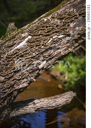 Mushrooms on branch 39060181