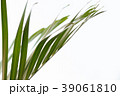leaf of palm tree 39061810
