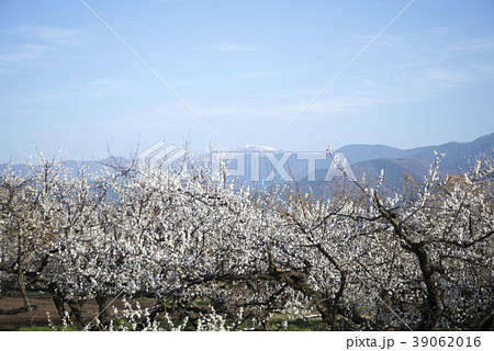 梅の花と青空 39062016