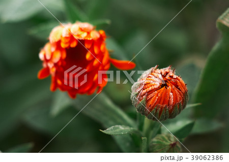 A bright orange calendula flower A bright orange calendula flower 39062386
