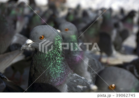 large flock of pigeons closeup large flock of pigeons closeup 39062745