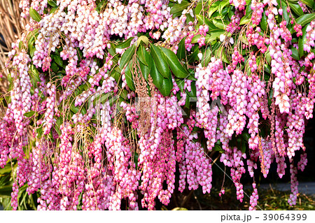 アセビ アセビ 39064399