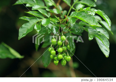 自然　植物　ルリイロツルナス、ブラジル原産。沖縄では野生化して町なかの空地で見ることも 39064534
