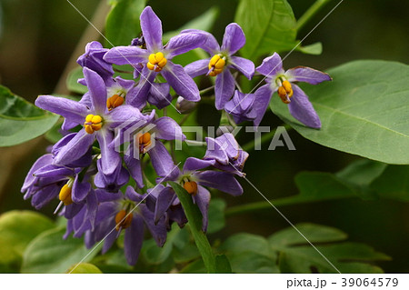 自然 植物 ルリイロツルナス ブラジル原産 ナス科らしいきれいな花が年中咲くようですの写真素材