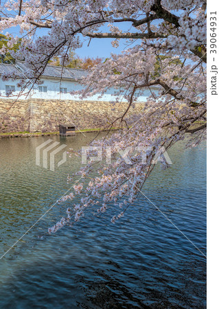 彦根城 (4月 桜 晴れ) 彦根城 (4月 桜 晴れ) 39064931