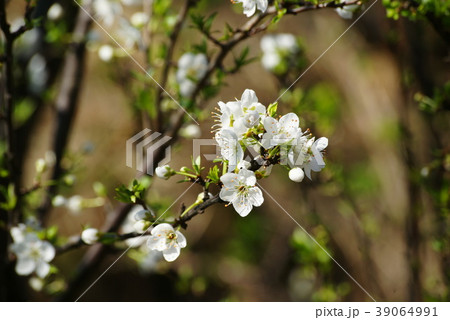 スモモの花 スモモの花 39064991
