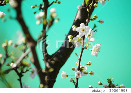 スモモの花 39064993