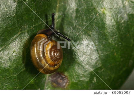 生き物 巻貝 グウドベッコウ、山原の薄暗い森に棲む小さなカタツムリ。鼈甲細工のような殻かきれいです 生き物 巻貝 グウドベッコウ、山原の薄暗い森に棲む小さなカタツムリ。鼈甲細工のような殻かきれいです 39065007