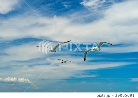 White gull flying Lower New York Bay White gull flying Lower New York Bay 39065091