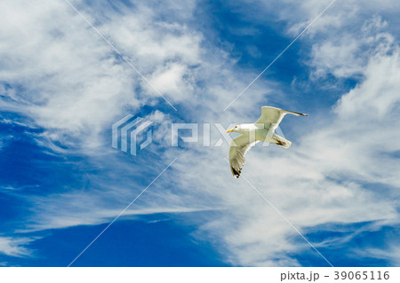 White gull flying Lower New York Bay 39065116