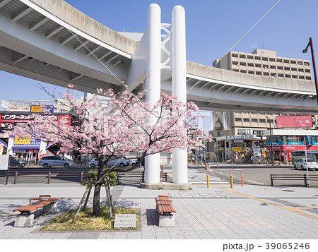 名古屋市東区　大曽根駅前広場とカワヅザクラ 39065246