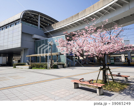 名古屋市東区　大曽根駅とカワヅザクラ 39065249