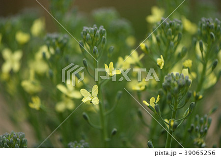 ブロッコリーの花 ブロッコリーの花 39065256