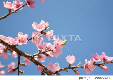桃の花 桃の花 39065581