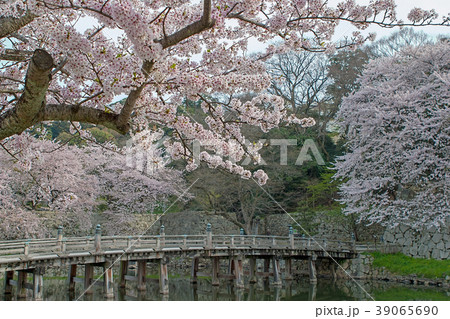 彦根城 4月 桜 晴れ の写真素材