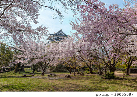 彦根城 4月 桜 晴れ の写真素材