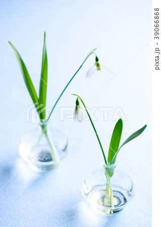 スノードロップ 39066868