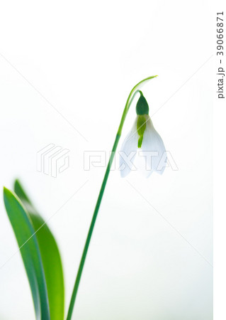 スノードロップ スノードロップ 39066871