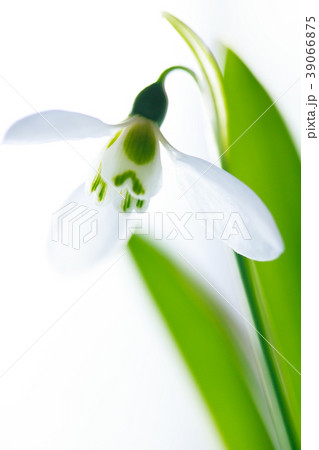 スノードロップ スノードロップ 39066875