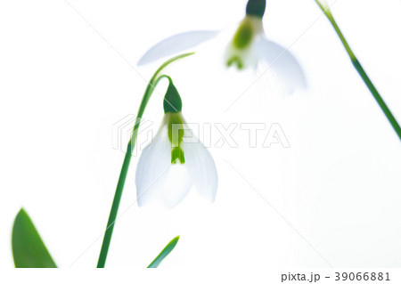スノードロップ 39066881