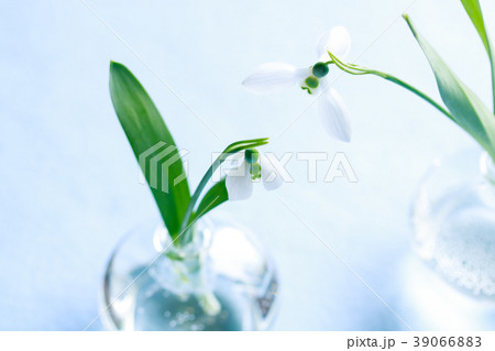 スノードロップ 39066883