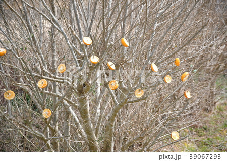 野鳥の餌の写真素材