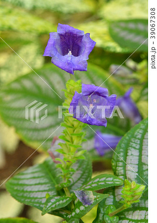 植物 ペリレプタ ディエリアナ キツネノマゴ科の写真素材