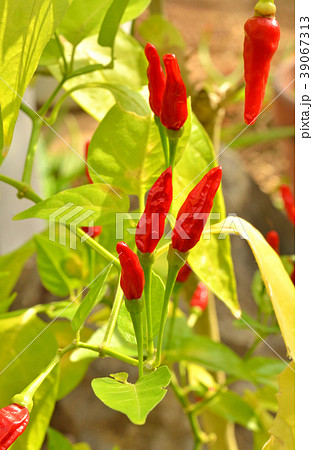 植物:シマトウガラシ ナス科 植物:シマトウガラシ ナス科 39067313