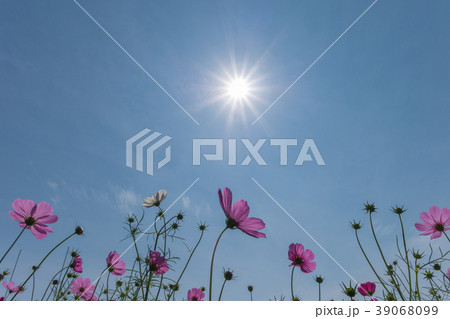 Cosmos flowers (Cosmos Bipinnatus) on Blue Sky Cosmos flowers (Cosmos Bipinnatus) on Blue Sky 39068099
