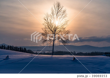 《北海道》冬の美瑛・新栄の丘の夕景 《北海道》冬の美瑛・新栄の丘の夕景 39069353