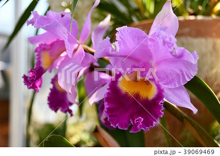 カトレア 洋ラン カトレア 洋ラン 39069469